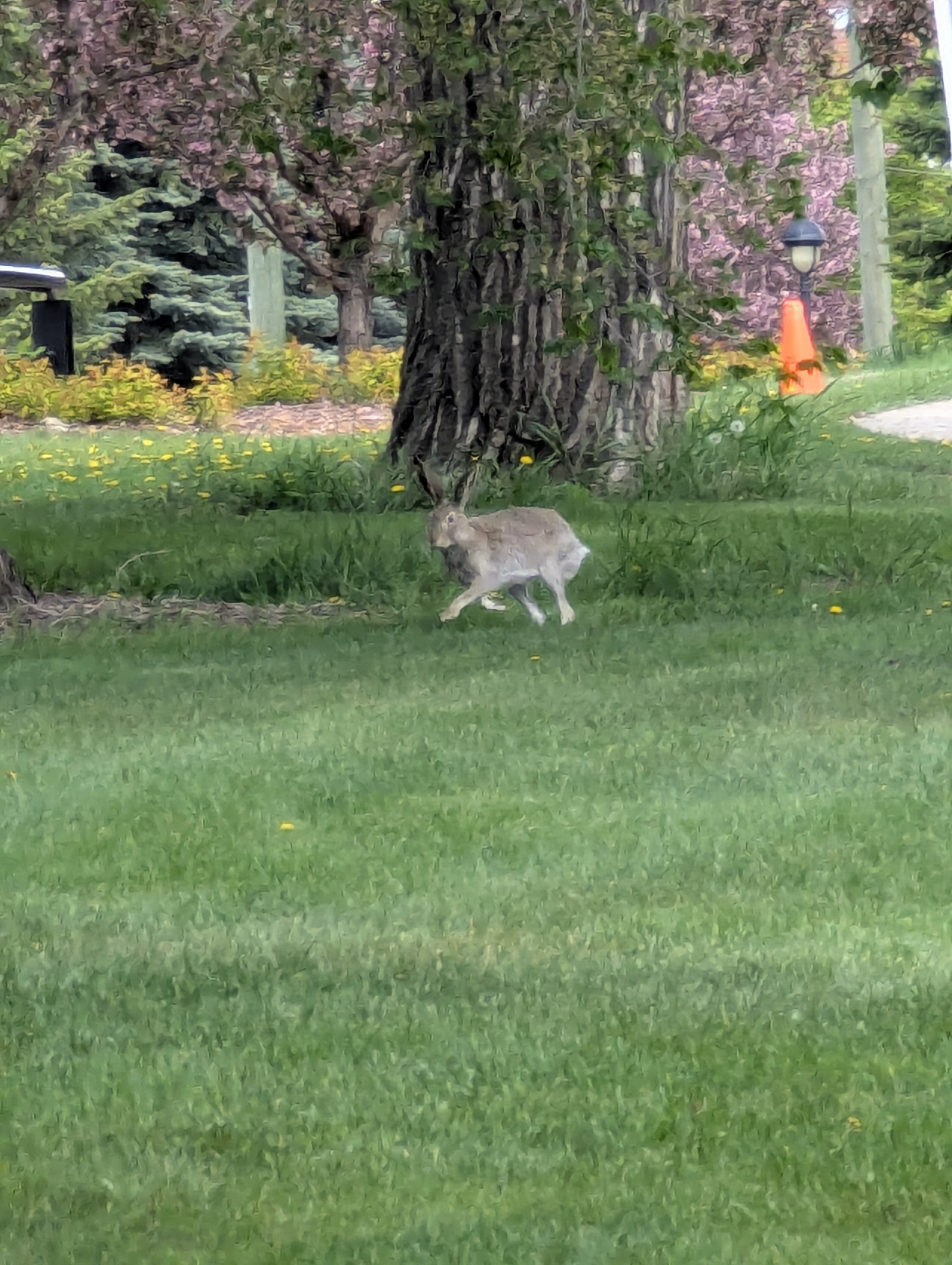 Birthday Trip to Canada, rabbit, Edmonton